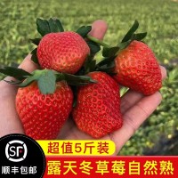 【順豐空運】現(xiàn)摘甜草莓露天巧克力牛奶冬草莓大涼山新鮮5斤批發(fā)