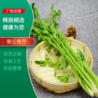 現(xiàn)貨供應(yīng)鮑芹 章丘新鮮鮑芹新鮮采摘炒菜食用 無(wú)絲無(wú)渣脆嫩無(wú)渣