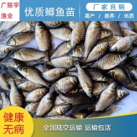 鯽魚(yú)魚(yú)苗 鯽魚(yú)苗 中科三號(hào)鯽魚(yú)苗 鯽魚(yú)水花 質(zhì)量好 抗病強(qiáng)