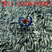 黑魚(yú)魚(yú)苗批發(fā) 烏魚(yú)苗 生魚(yú)苗 本地黑魚(yú)苗 雜交黑魚(yú)苗