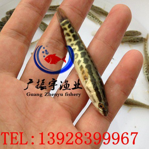 黑魚2