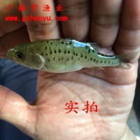 廣東魚(yú)苗批發(fā) 鱸魚(yú)魚(yú)苗 淡水鱸魚(yú)苗 加州鱸魚(yú)苗 大口黑鱸魚(yú)苗