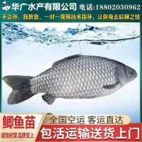 大量鯽魚批發(fā) 中科5號 白鯽魚苗 銀鯽魚苗湘云鯽魚活體土鯽魚