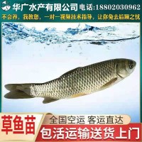 基地直銷 草魚苗 鯇魚苗 淡水草魚苗 規(guī)格齊全 量大從優(yōu)