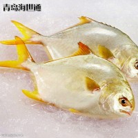 廠家批發(fā) 供應(yīng) 深海網(wǎng)箱 壽司級(jí) 金鯧魚(yú) 新鮮金鯧魚(yú)