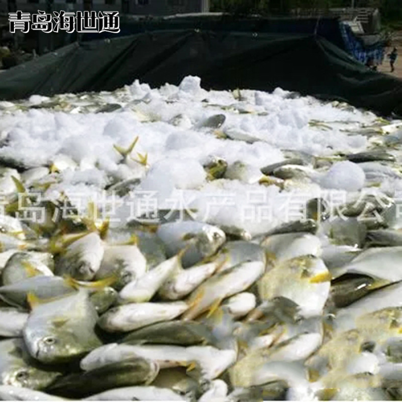 金鯧魚6.jpg