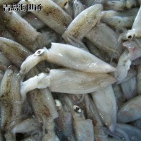 批發(fā)供應(yīng) 北部灣小魷魚(yú) 小魷魚(yú) 筆管魚(yú) 海鮮凍品批發(fā) 6/9