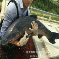 青魚苗批發(fā) 淡水魚苗 低價魚苗 黑鯇魚苗 大量出售魚苗