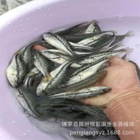 加州鱸魚苗水花 加州鱸朝苗 鱸魚苗種批發(fā) 鱸魚公分苗 大口鱸魚苗