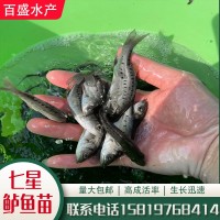 淡水養(yǎng)殖七星鱸魚苗批發(fā)供應3~8cm生長快易養(yǎng)日本花鱸青鱸海鱸魚