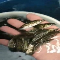 漁場直供斑鱖魚苗大眼翹嘴兇猛路亞肉食淡水養(yǎng)殖活體桂花鱖魚苗
