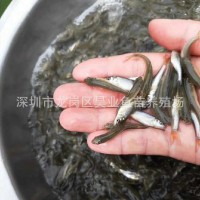 大量批發(fā)供應淡水銀鱈魚苗 大鱗鲃魚 純種銀鱈魚