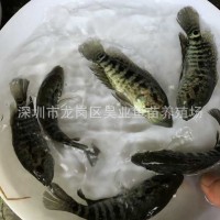 大量供應批發(fā)淡水養(yǎng)殖 石斑魚苗價格實惠 成活高