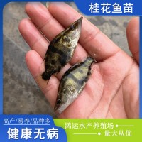 現(xiàn)貨批發(fā)桂花魚苗水產養(yǎng)殖桂花魚鱖魚幼苗歡迎咨詢訂購
