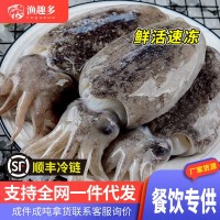 新鮮大墨魚批發(fā)放養(yǎng)墨魚墨斗魚墨魚仔大號目魚冷凍大烏賊商用