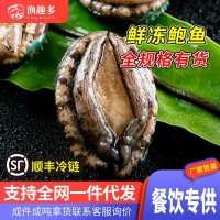 鮑魚(yú)鮮活批發(fā)鮑魚(yú)冷凍品商用鮑魚(yú)肉商用帶殼活凍鮑魚(yú)批發(fā)撈汁專(zhuān)用