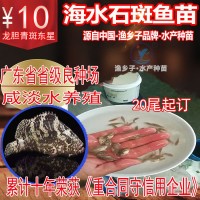 石斑魚 石斑魚苗 珍珠龍膽魚苗青斑苗龍躉魚苗 海水魚苗 老鼠斑苗
