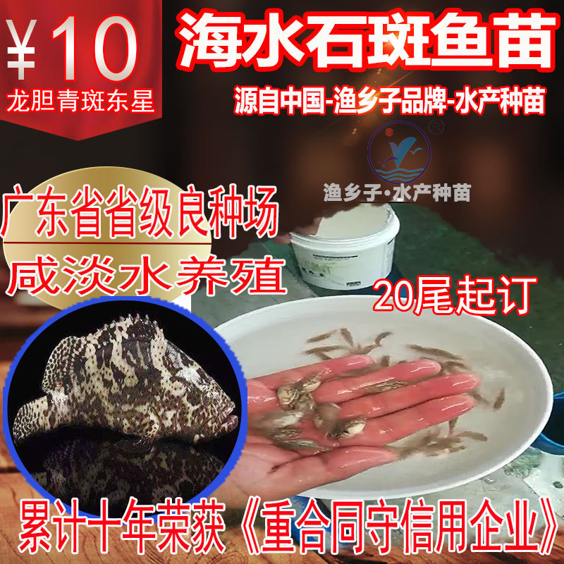 斑節(jié)對蝦苗-主圖1