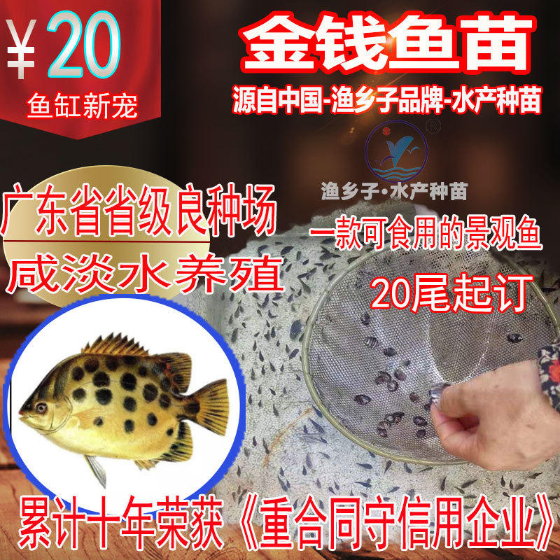 斑節(jié)對(duì)蝦苗-主圖1