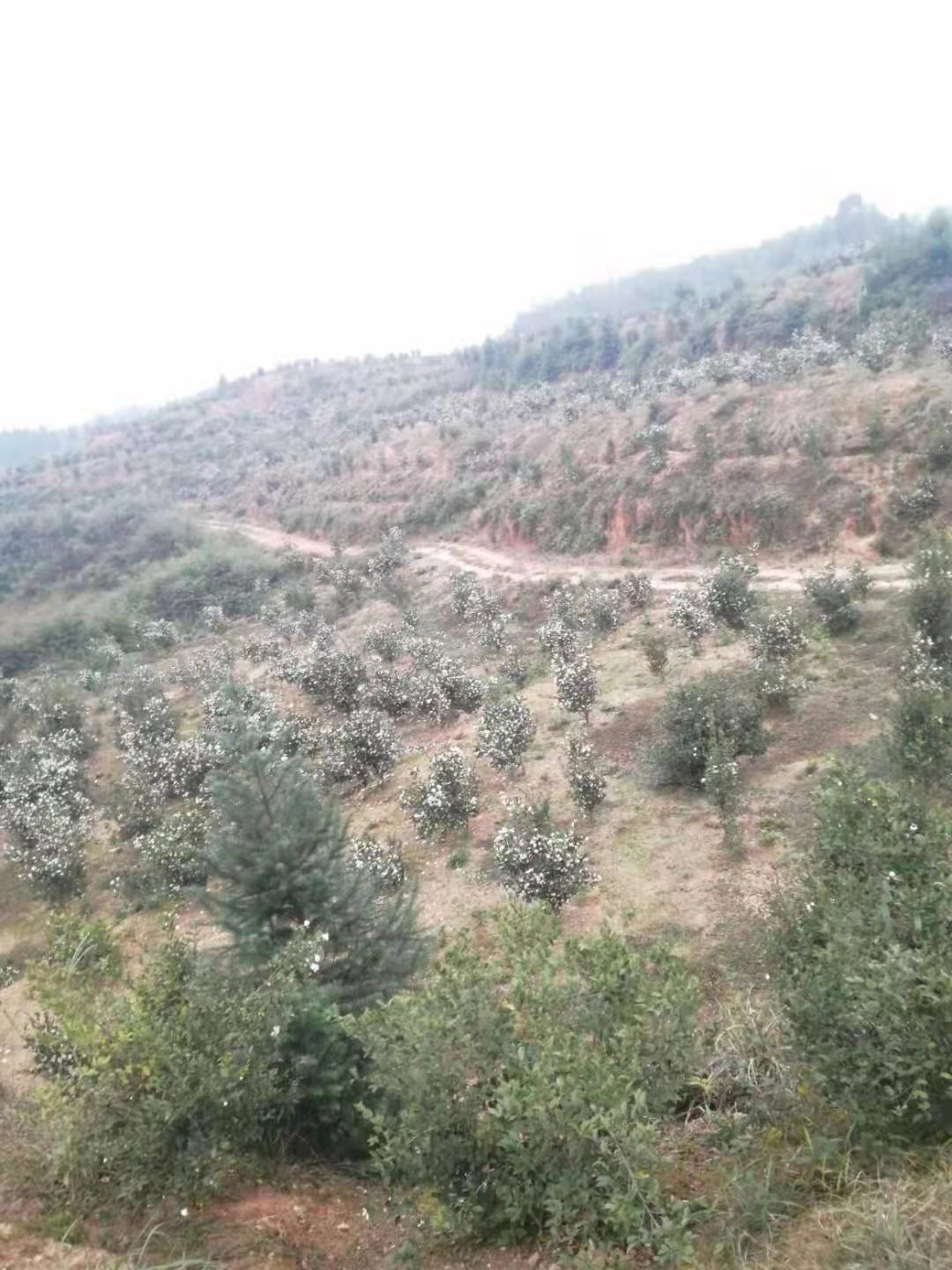 油茶籽和山茶油-1