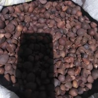 新貨油茶籽正宗江西茶油壓榨油茶籽油高山茶油野生茶籽油鮮果干果