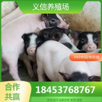 巴馬香豬價格小豬苗活體 巴馬小香豬幼崽價格 藏香豬養(yǎng)殖場