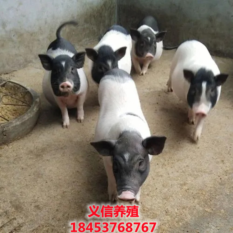 u=3813781691,2895212497&fm