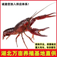 湖北荊州潛江鮮活小龍蝦鮮活水產(chǎn)中青中紅清水蝦餐飲專供產(chǎn)地直發(fā)