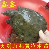 安徽大別山鑫鑫甲魚(yú) 300g外塘中華鱉 生態(tài)養(yǎng)殖小甲魚(yú)苗 農(nóng)家養(yǎng)殖