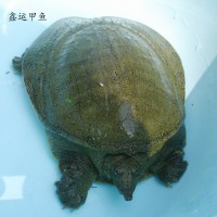 廠家直供安徽大別山鑫鑫甲魚(yú)苗 外塘中華鱉生態(tài)養(yǎng)殖老鱉 量大從優(yōu)