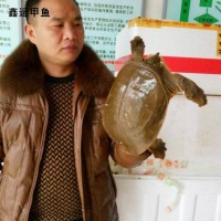 大別山鑫鑫甲魚(yú)批發(fā) 外塘中華鱉生態(tài)養(yǎng)殖老鱉 直供老鱉甲魚(yú)