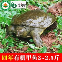 紫月潭四年2至2.5斤有機(jī)甲魚(yú)鮮活食用水魚(yú)中華稻鱉王八團(tuán)魚(yú)批發(fā)
