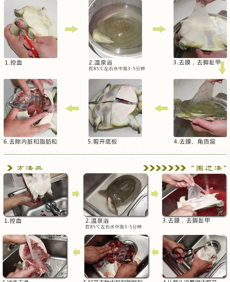 甲魚詳情