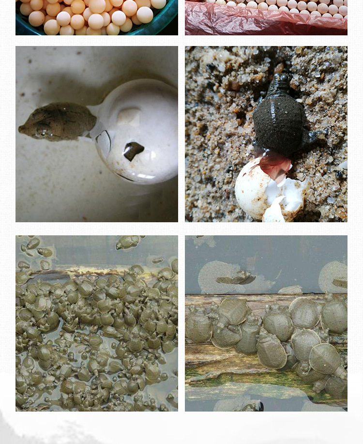 甲魚詳情