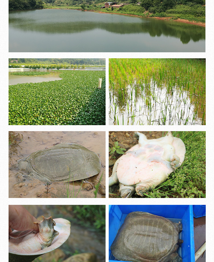 甲魚詳情