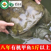 5斤以上八年特大甲魚(yú)王鮮活食用水產(chǎn)有機(jī)野養(yǎng)鱉團(tuán)魚(yú)水魚(yú)腳魚(yú)活體