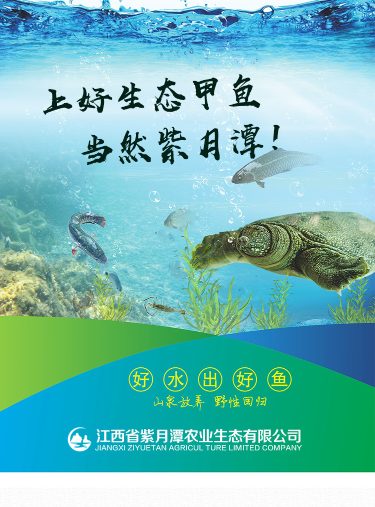 甲魚詳情
