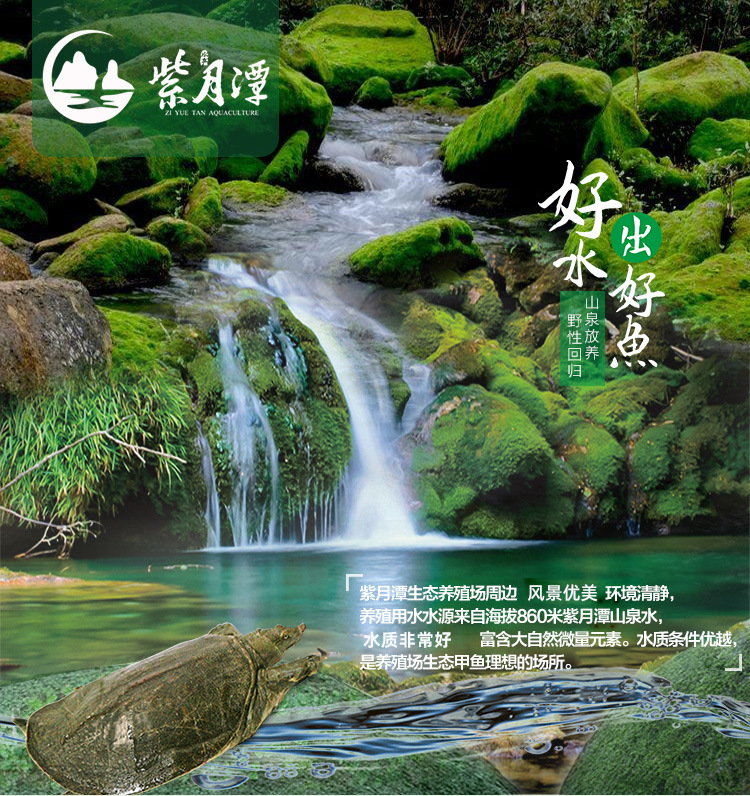 甲魚詳情