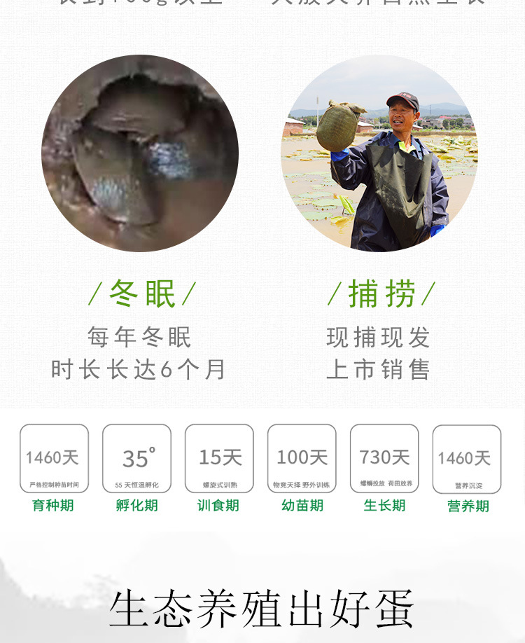 甲魚詳情