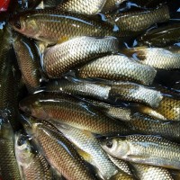 批發(fā)供應(yīng)草魚苗 淡水草魚苗 草魚寸苗 規(guī)格齊全