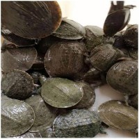 長期供應(yīng)甲魚苗 中華鱉 甲魚苗養(yǎng)殖 價(jià)格合理