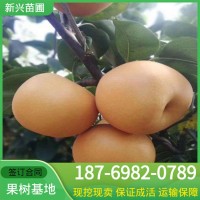 梨苗1公分2公分當年生 秋月梨樹苗價格南北方種植圓黃梨樹苗品種