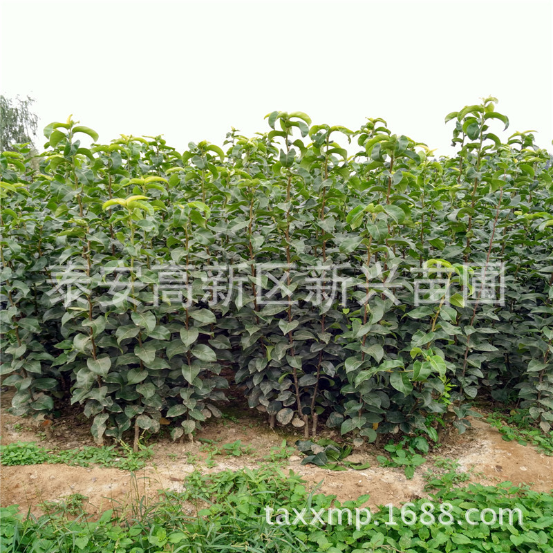 1954109291438_副本.jpg