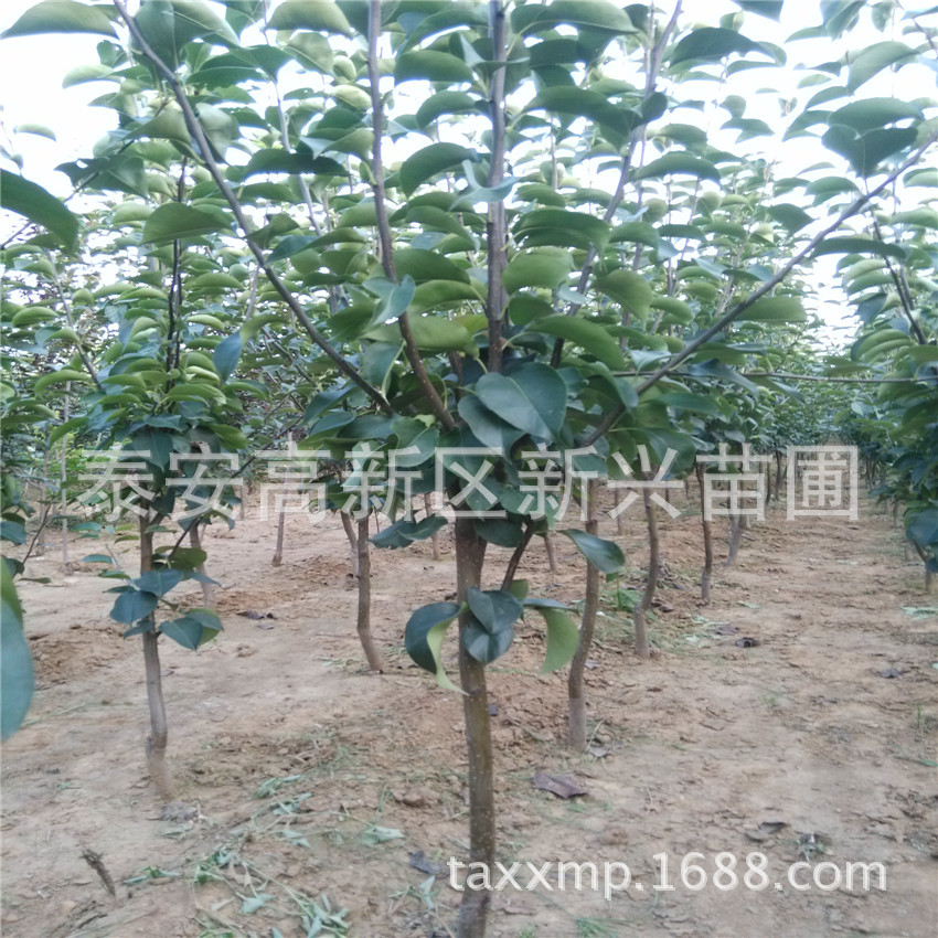 梨樹101 (1)