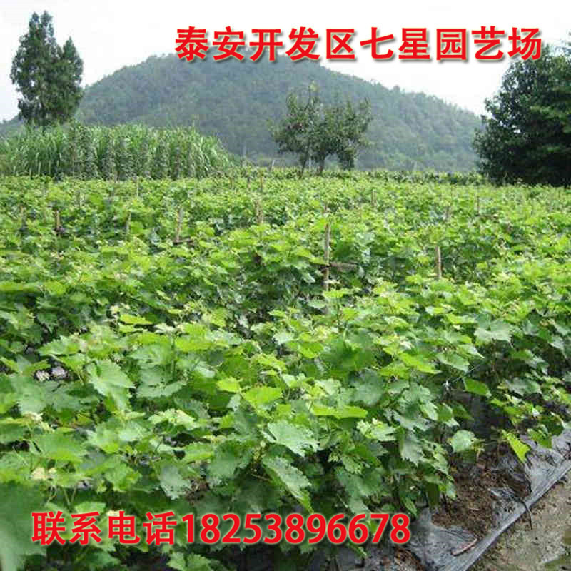 葡萄 (2)