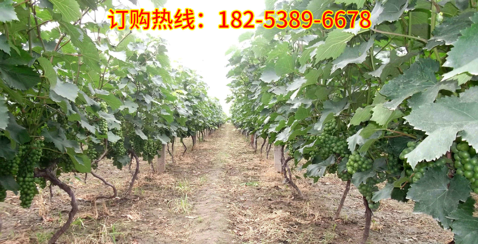 20130621042314123