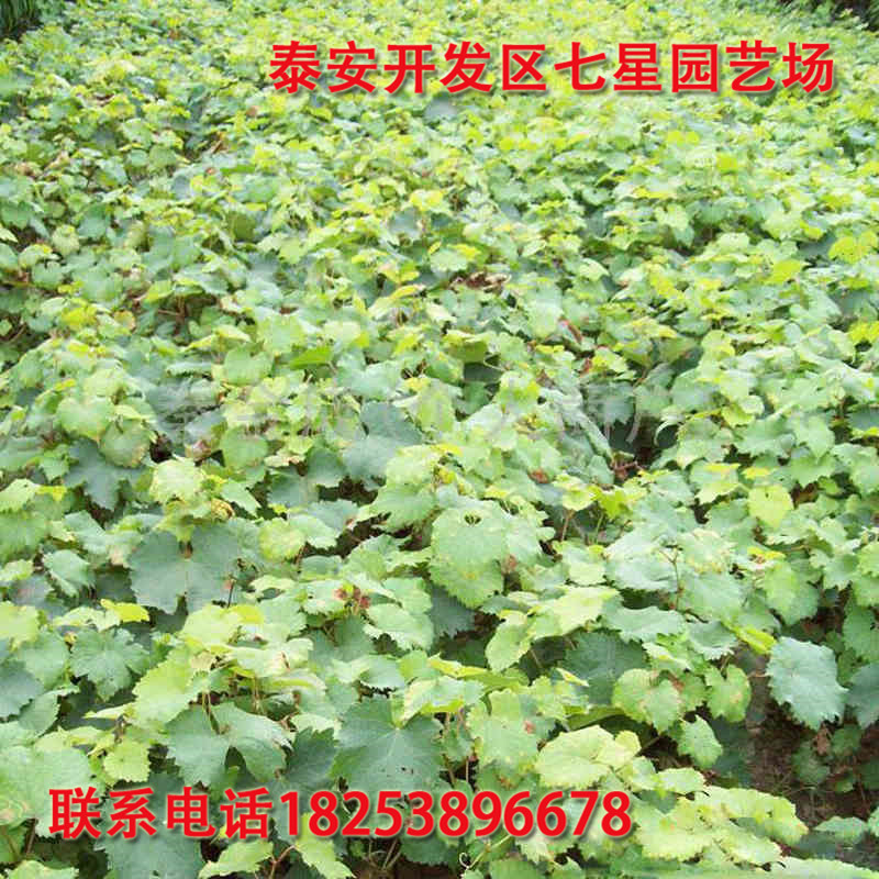葡萄 (4)