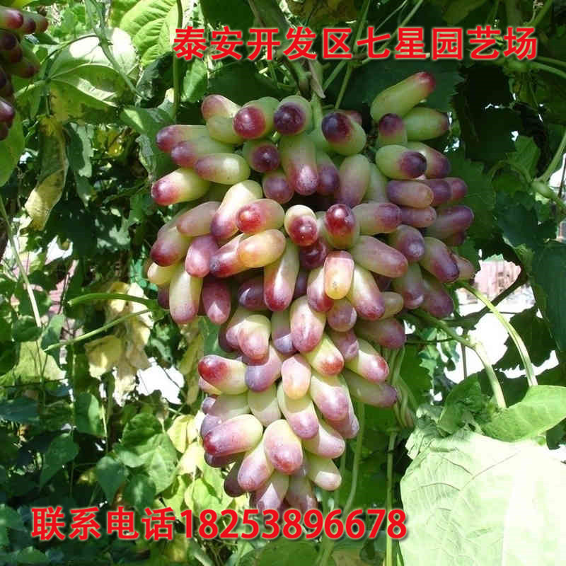 葡萄 (8)