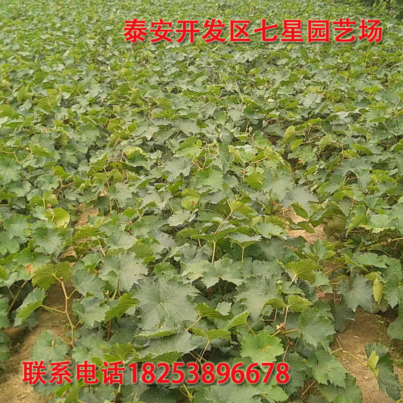 20131021101236789