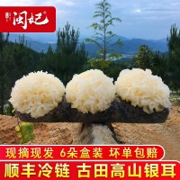 【一件代發(fā)】閩妃古田新鮮銀耳6朵盒裝 活鮮白木耳特級(jí)糯雪耳丑耳